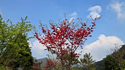 IMG_6482.JPG