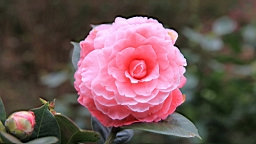 IMG_6535.JPG