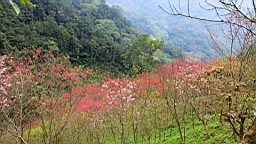 IMG_6550.JPG