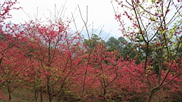 IMG_6565.JPG