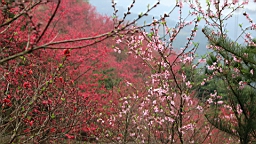 IMG_6575.JPG