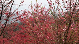 IMG_6579.JPG