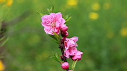 IMG_6866.JPG