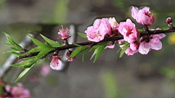 IMG_6867.JPG