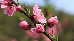IMG_6868.JPG