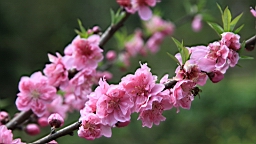 IMG_6873.JPG