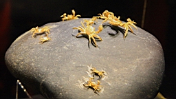 IMG_7065.JPG