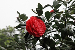 IMG_7079.JPG
