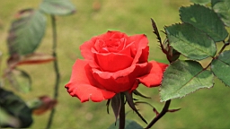 IMG_7157.JPG
