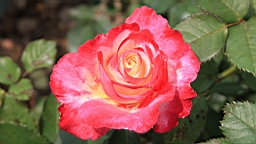 IMG_7159.JPG