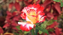 IMG_7161.JPG