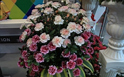 IMG_7184.JPG