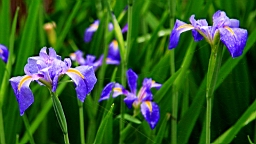 IMG_7341.JPG