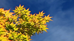 IMG_7751.JPG