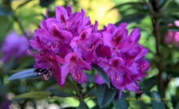 IMG_7753.JPG