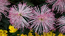 IMG_3491.JPG