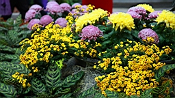 IMG_3557.JPG
