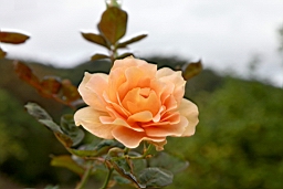 IMG_3561.JPG