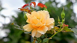 IMG_3563.JPG