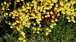 IMG_3606.JPG