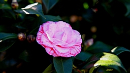 IMG_3627.JPG