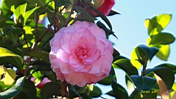 IMG_3630.JPG