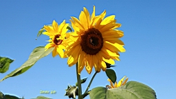 IMG_3642.JPG