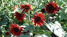 IMG_3662.JPG