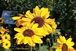 IMG_3665.JPG