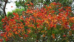 IMG_4363.JPG
