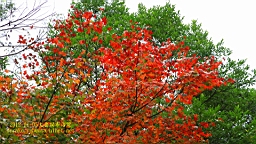 IMG_4431.JPG