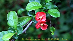 IMG_6437T.JPG