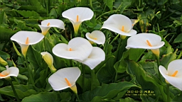 IMG_6442.JPG