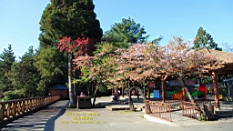 IMG_6590.JPG