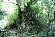IMG_9005.JPG
