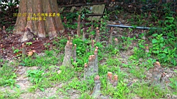 IMG_9251.JPG