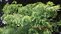 IMG_9252.JPG