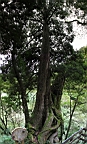 IMG_9567M.JPG