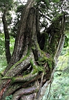 IMG_9570M.JPG