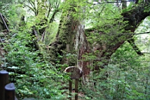 IMG_9581.JPG