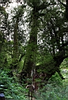 IMG_9583M.JPG