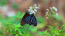 IMG_9676.JPG