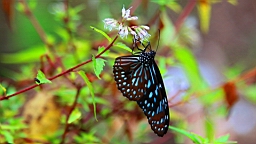 IMG_9678.JPG