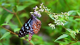 IMG_9681.JPG