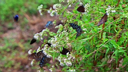 IMG_9698.JPG