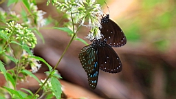 IMG_9706.JPG