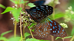 IMG_9710.JPG