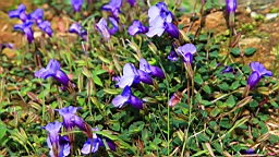 IMG_1132.JPG