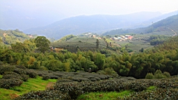 IMG_4375.JPG