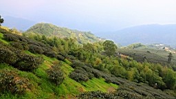 IMG_4376.JPG